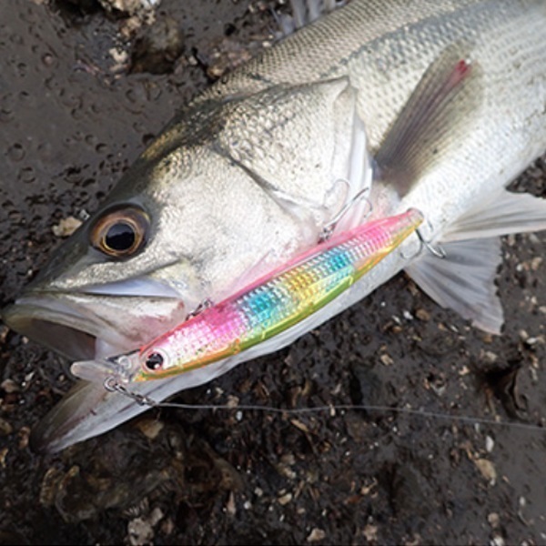 ショアラインシャイナーZ バーティス Rレーザーインパクト 125S